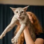 oriental cats for sale and oriental shorthair cat for sale