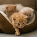 How long do indoor cats live and the average lifespan of cats