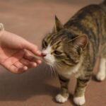 Do cats drink milk and can cats digest milk?