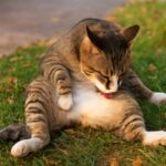 Symptoms of cat food allergy and managing food allergy in cats