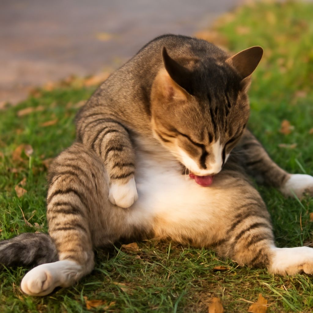 Food Allergies in Cats: Understanding and Managing the Condition