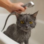 Cat haircuts and how to give your cat a bath