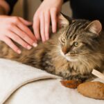 What can you give a cat for pain and can cats have ibuprofen
