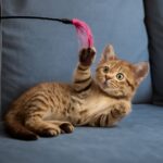 Games to play with your cat and understanding if your cat is trying to kill you