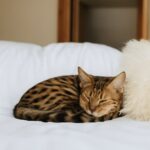 do cats snore and why does my cat snore