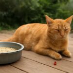 Cat bleeding from vagina and cellulitis from cat bite