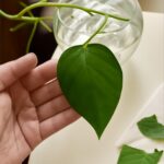 Pothos safe for cats, pothos and cats interaction