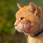 cat abscess healing stages and cat bite abscess treatment