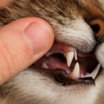 cat tooth abscess and black spots on cats gums