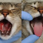 Cat mouth sores and love bite behavior
