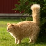 Understanding why is my cat peeing so much and cat keeps peeing