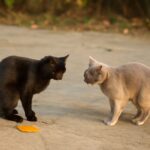 Understanding cat spraying smell and how male cats spray