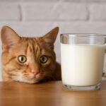Are cats lactose intolerant and is almond milk bad for cats