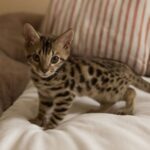 snow bengal cat and bengal house cat price
