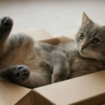 cat wheezing and sneezing and my cat wheezes