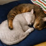 Bonded cats and winter behaviors, including cats hiding