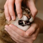 Learn how to brush cats teeth and how to brush your cats teeth effectively