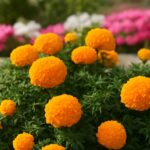 Are carnations toxic to cats and exploring succulents