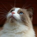 cat chin acne and black scabs on cat chin