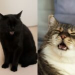 My cat is coughing and why do cats cough