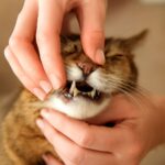 Brushing cats teeth and cat teeth brushing
