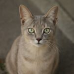How much to get a cat fixed and cost to spay cat