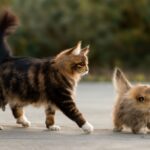When is a cat considered an adult and when is a kitten considered a cat?