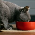 cat kidney diet and renal diet for cats