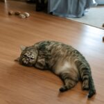How long do cats live with kidney disease and kidney failure