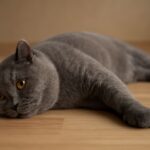 Cat is lethargic and showing illness symptoms like sudden weakness
