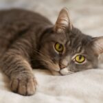 Recognizing signs a cat is in pain and cat pain symptoms