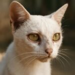 Cat sneezing with watery eye and signs of respiratory infection