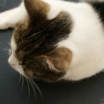 cat dry skin scabs and cat scratching neck no fleas