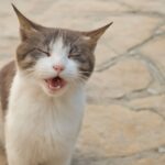 cats sneezing a lot and what causes a cat to sneeze