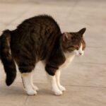 Why do cats tails puff up and cat puffy tail behavior