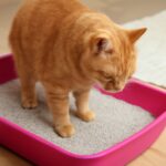 cat hasn't peed or pooped in 2 days and smells bad