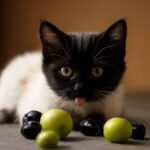 Can cats eat black olives and is olive oil good for cats?
