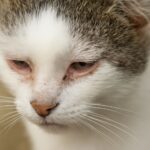Cloudy eyes in cats and cat has cloudy eye