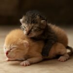 how to make a cat poop with constipated cat home remedies