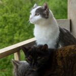 A group of cats is called a clowder or a herd of cats