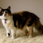 Laperm cat with quilt addressing cat problems