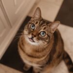 old cats and elderly cats enjoying their environment