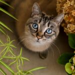 Understanding cat allergic reaction and managing symptoms if allergic to cats but not dogs