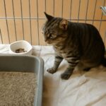 Cat declawing and declawing a cat
