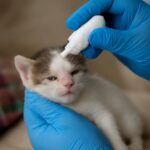 Eye drops for cats and symptoms of pain in a 2 year old cat