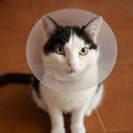 Cat igloo and igloo cat house for cozy comfort
