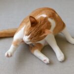 Cat licking lips and paw