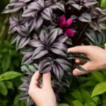 bromeliads, wandering jew, air plants, majesty palm toxicity