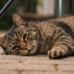 Seizures in cats and cat seizure symptoms