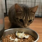 Can cats eat scrambled eggs and are scrambled eggs good for cats?